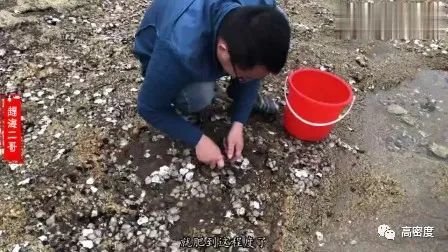 最新大量收购碎猪皮网，开启自然美景探索之旅