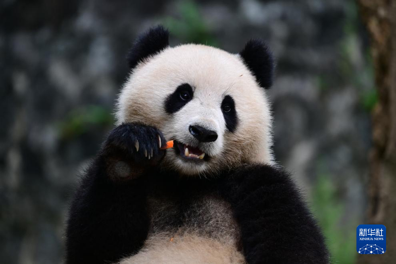 大熊猫宝力青宝启程赴美，跨越国界的萌宠使者与科技共舞之旅