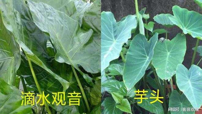 男孩误食滴水观音事件引发科普热议，医生回应与植物知识普及的重要性