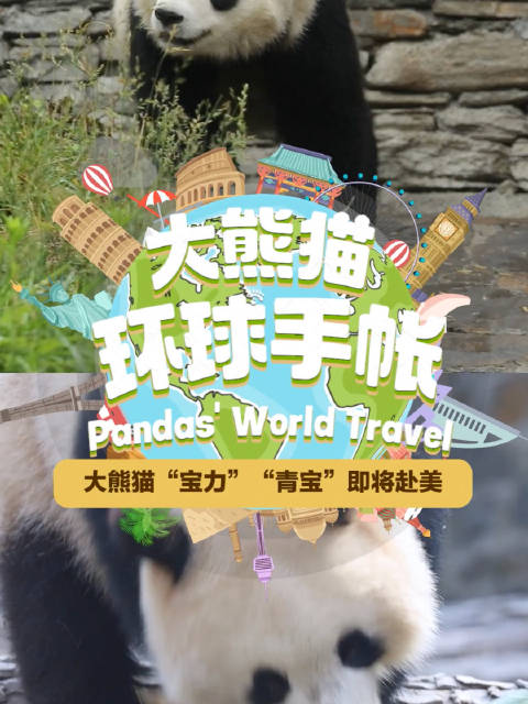 大熊猫宝力青宝启程赴美，跨越海洋的友谊之旅见证中美友谊的启程时刻
