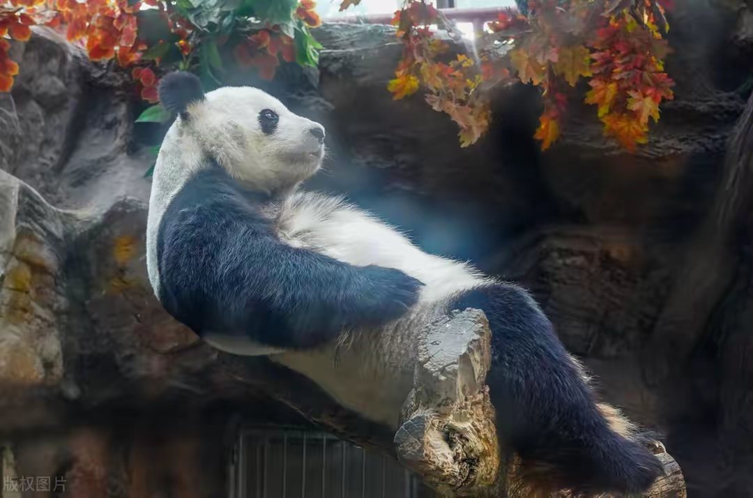 『小红书』分享，大熊猫树上彻夜思考，探寻熊生意义