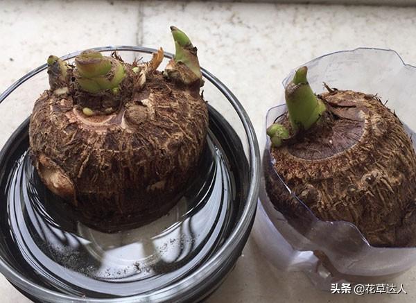 男孩误食滴水观音引发生死危机，植物知识考验的惊险瞬间