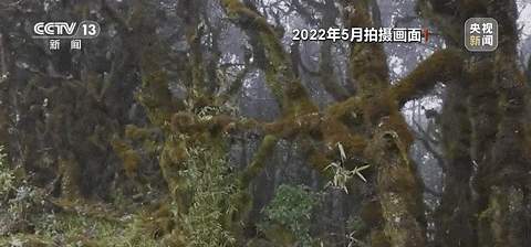 哀牢山科考探险，神秘鸟鸣与科考之旅指南