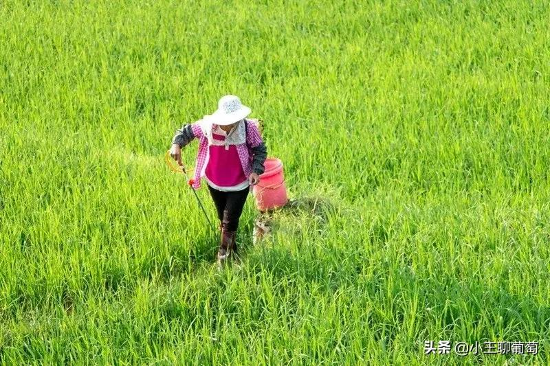 草甘膦最新价格与一场自然美景的探险之旅
