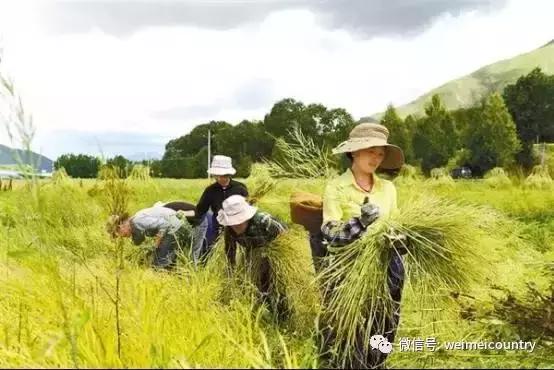 中牧股份引领畜牧业新时代步伐的最新消息