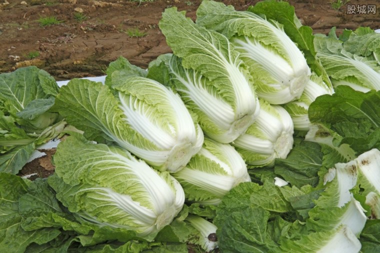 大白菜最新价格及分析概述