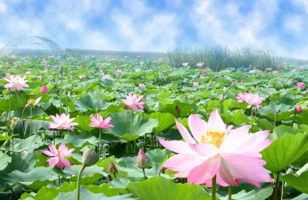 江油最新招聘，启程探索自然美景，寻找内心平静之旅