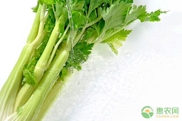 芹菜价格最新行情及分析