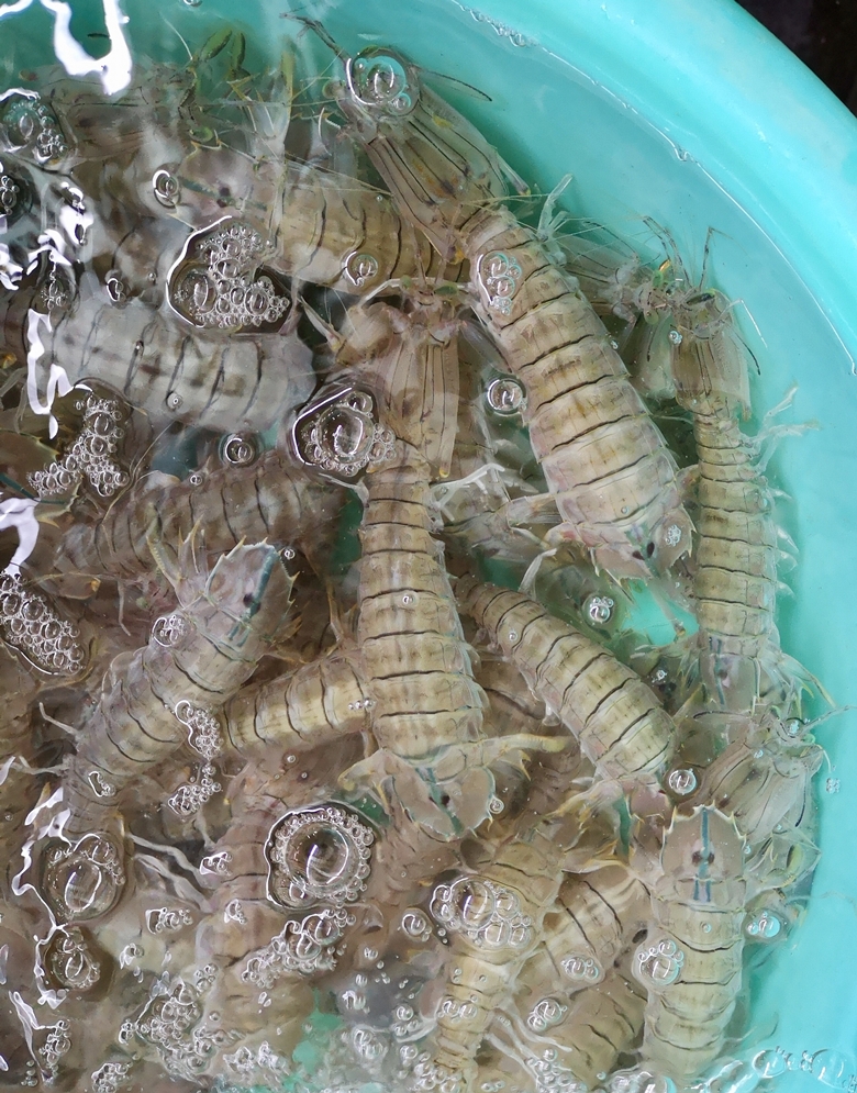 皮皮虾最新地址探索，知识的海洋，成就自信成长的航标