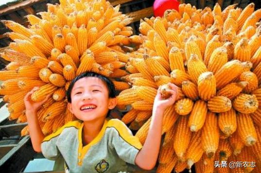 黄豆价格最新行情更新