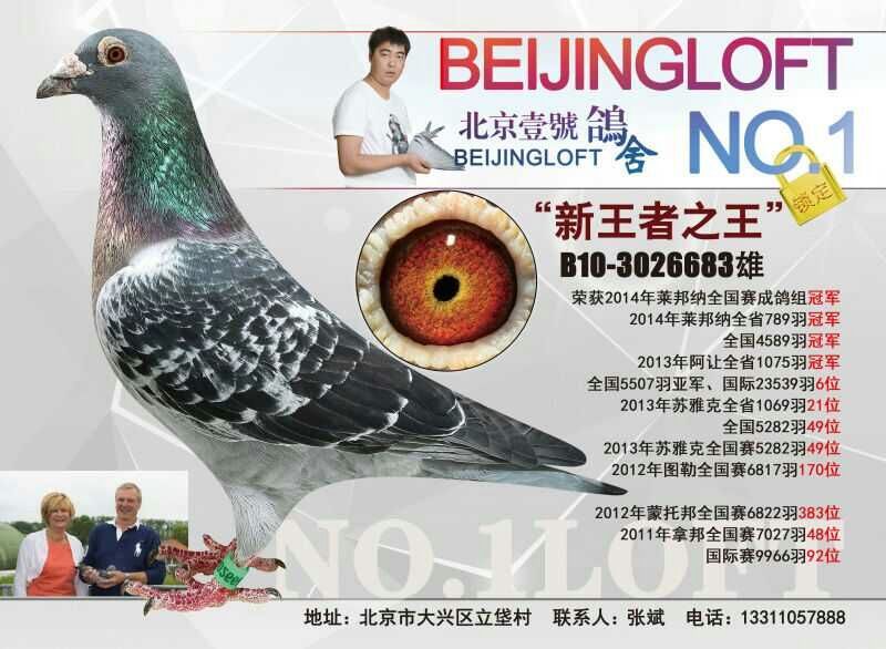 最新鸽王称号获取攻略，步骤指南