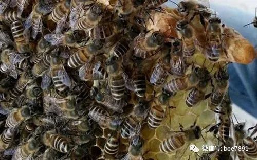 中蜂蜂王最新出售价格及市场行情分析