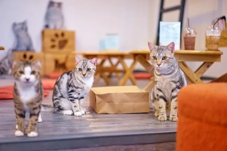 最新猫咖馆，小巷独特风情，尽享猫咪时光