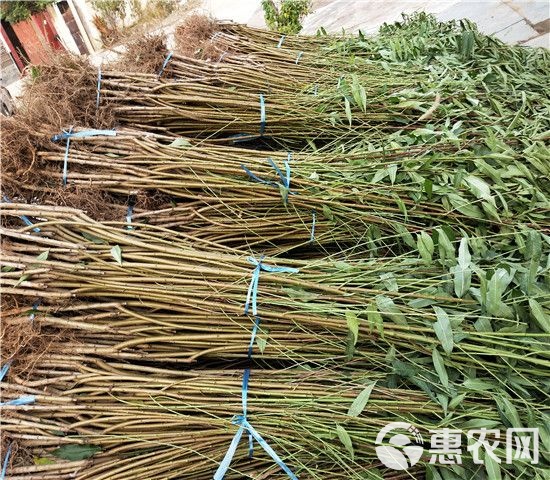 小巷中的桃苗绿意宝藏，最新桃苗批发资讯