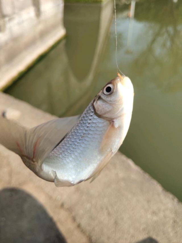 宣汉最新鱼情综述，探索水域生态与钓鱼新动向