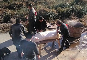 美国最新杀猪盘背后的真相与观点透视