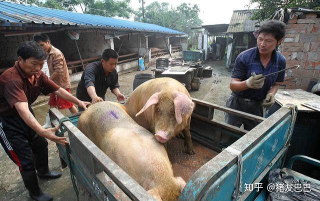 最新毛猪猪价探秘，小巷美食背后的秘密价格解析