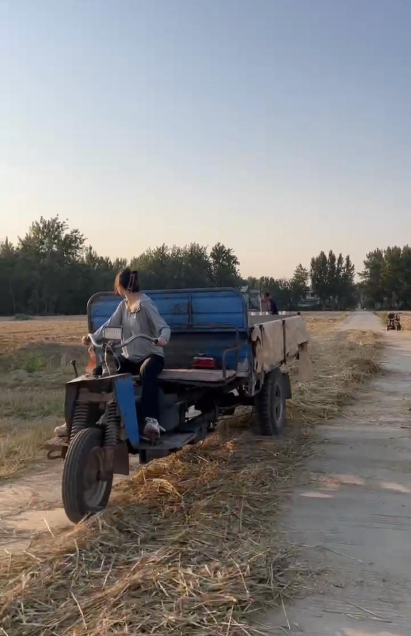 粮食价格最新动态，变化中的机遇与自我成就的探寻之路