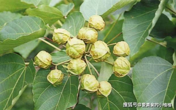 叶傅氏最新高科技产品介绍及创新突破