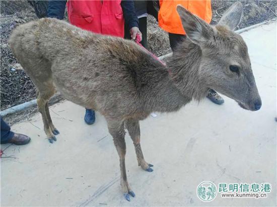 下载神庙逃亡2最新版本，追逐时代的冒险之旅