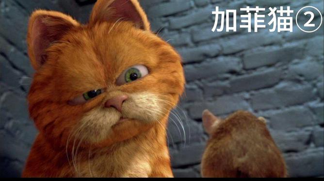 比赛级加菲猫，小巷中的猫界翘楚