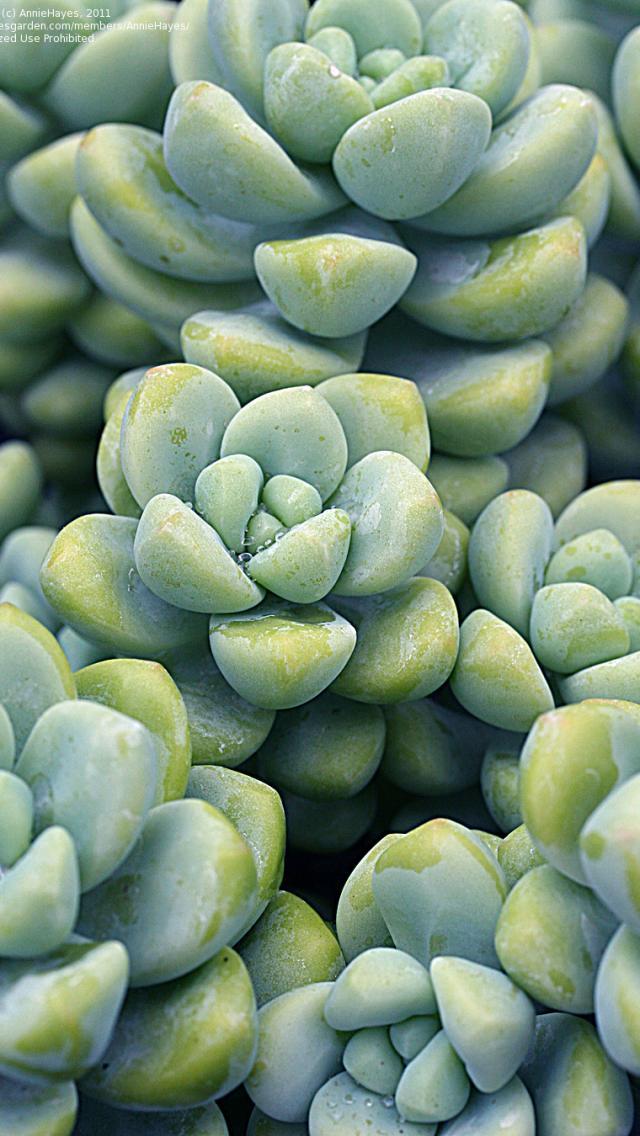 植物大电影，绿色奇迹中的自信与成长力量