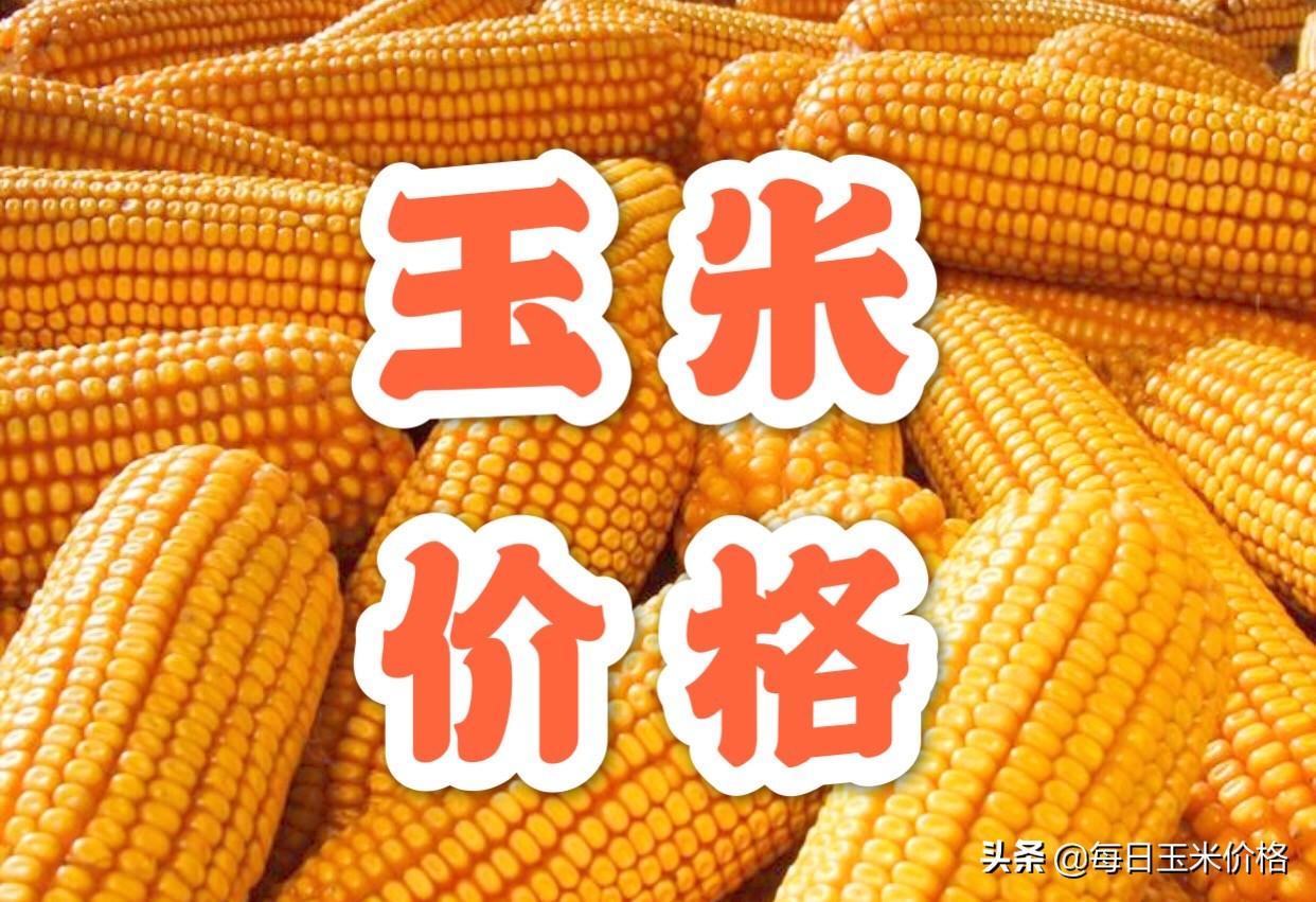 山东玉米今日价格动态，变化中的学习，成就感的源泉