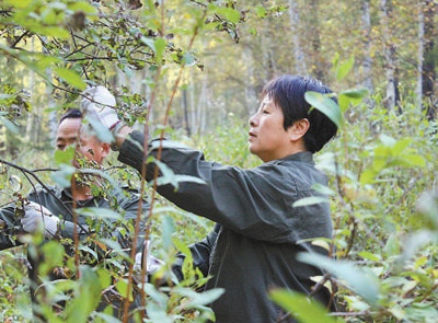 林木行情探索，绿色之旅中的心灵安宁之道