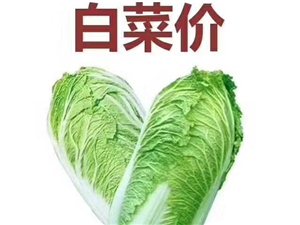 今日山东白菜价格行情揭秘，白菜如何成为自信与成功的关键？