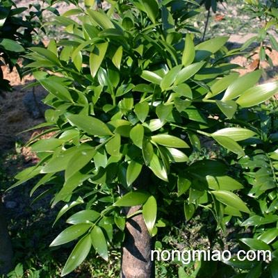 竹柏最新价格,竹柏最新价格🌿🎋