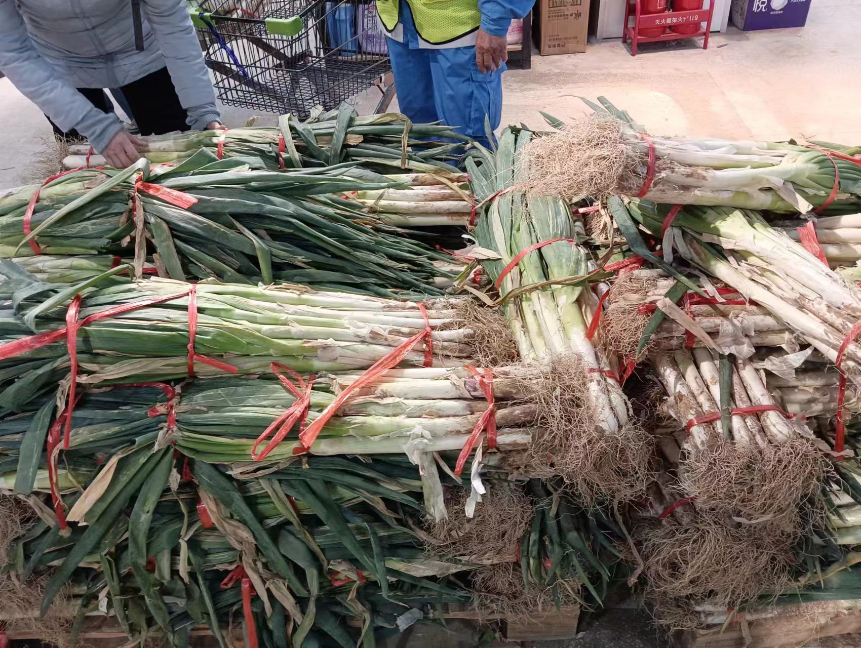 最新大葱市场动态概览，市场趋势与行情分析