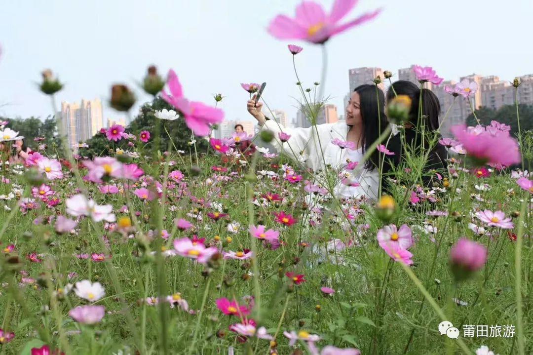 招摇电视剧全集免费观看指南与步骤解析