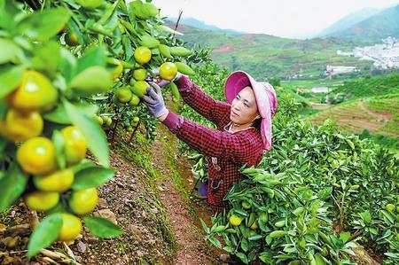 揭秘云南蜜橘上市季节，探索科技新品魅力的独特之处