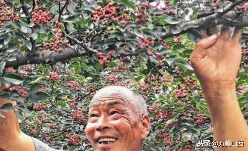 旬果最新，详尽步骤指南