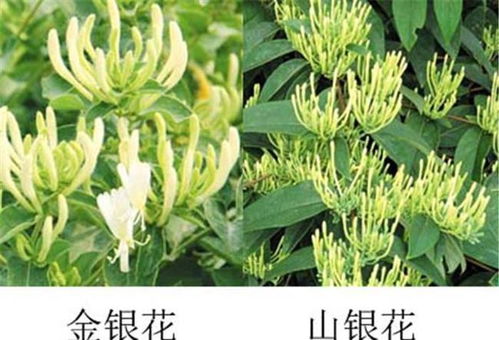 山银花最新价格及市场走势分析，影响因素与趋势展望