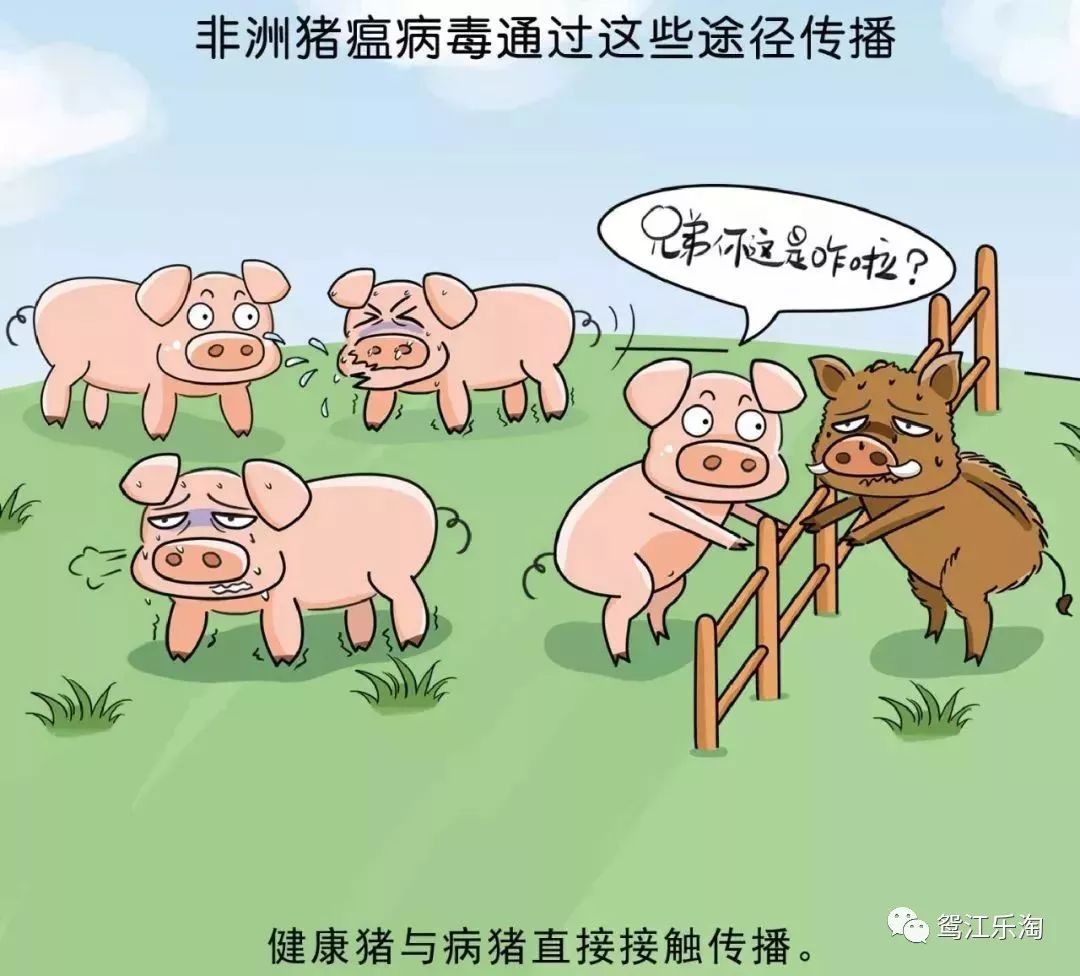 全面解读与应对最新非洲猪瘟疫情的策略