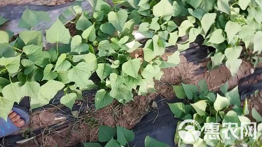 红薯苗最新价格行情更新 🍠🌱动态分析