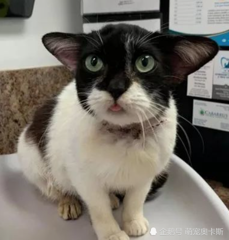 猫咪网最新论述解析